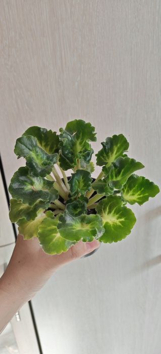 Продам сортовую фиалочку