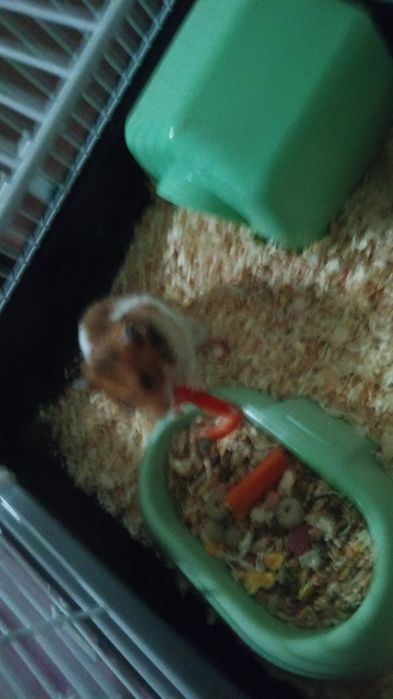 Hamster sirian cu tot cu cusca