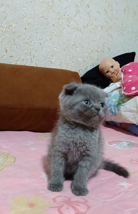 Продам котят породистые красивые