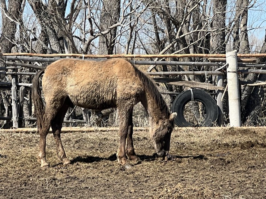 Продам жеребят тай