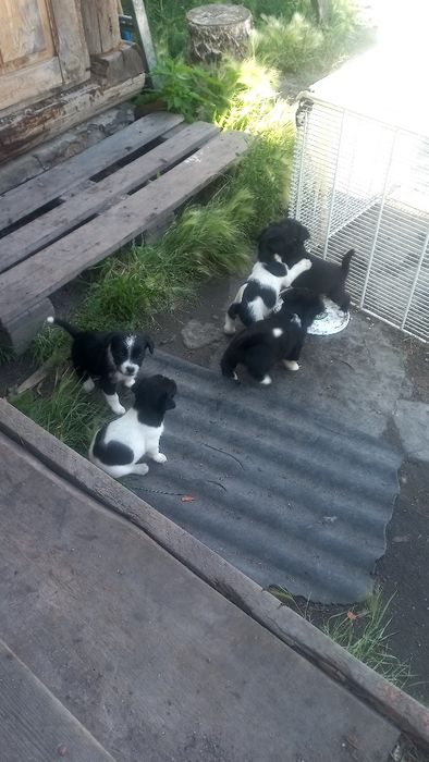 Щенки звоночки 5 малышей