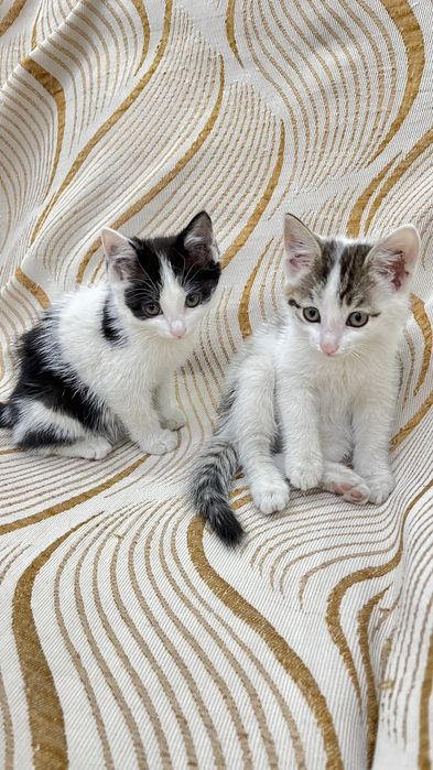 Котята , марғаулар