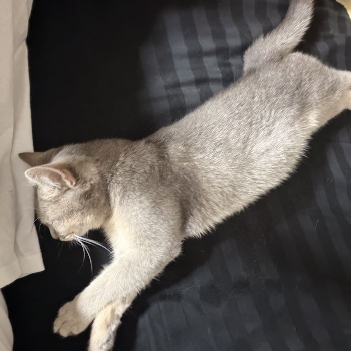 кошка Сильвия, простерилизованная.