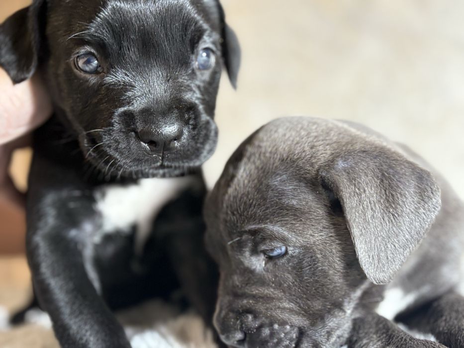 Щенки Кане Корсо. Чистокровные.Осталось одна девочка. Черная