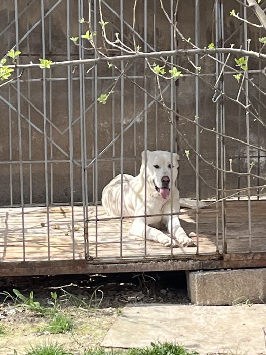 Ит сатылады түсі ақ