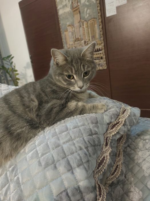 Кошка отдам бесплатно