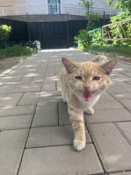 котенок ищет дом