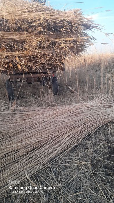 Бау қамыс сатылады