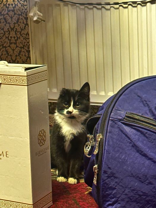 Кошка в поиске любящей семьи