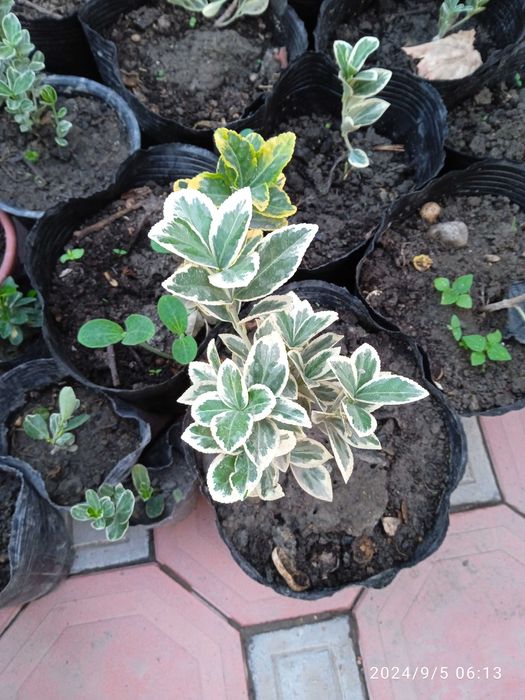 Shamshod IZGRID beeline