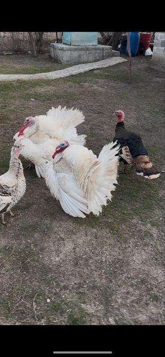 Индюки !! Индюки!!