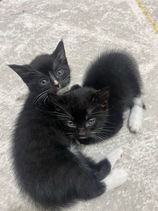 Отдам котят в хорошие руки