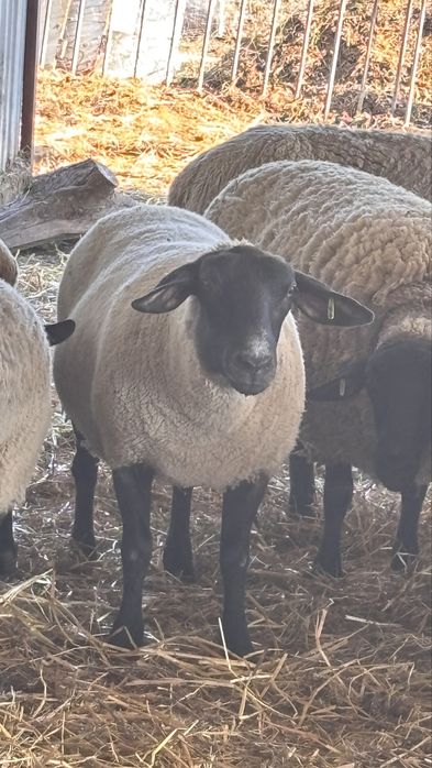 Suffolk cu varsta intre 14-16 luni