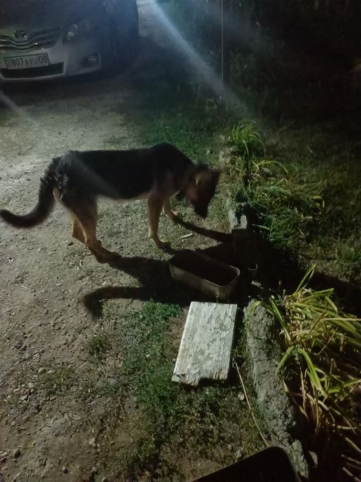 Продам немецкую овчарку