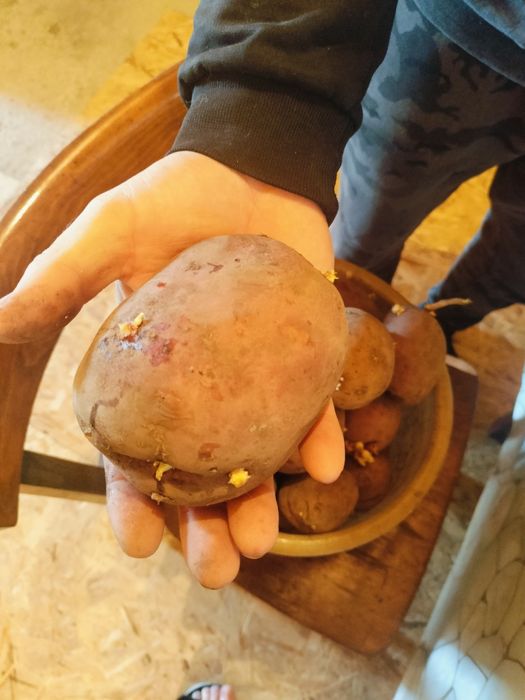 Картошка домашняя