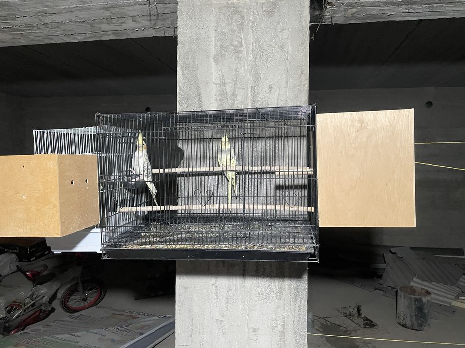 Папугай карелла