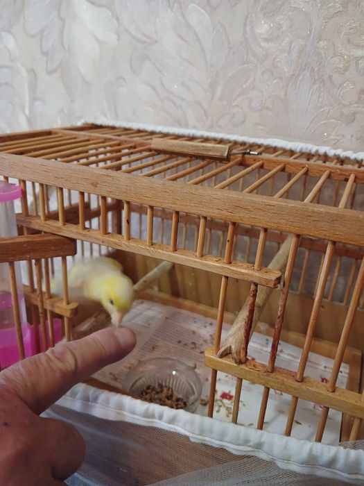 Продам кенора самца и двух самок