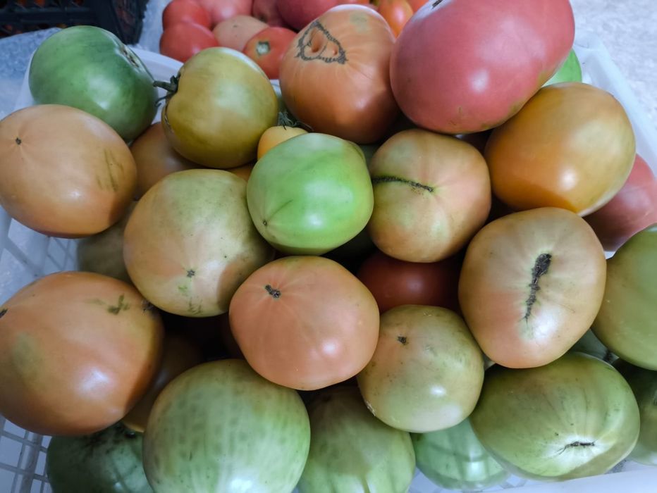 Продам помидоры .
