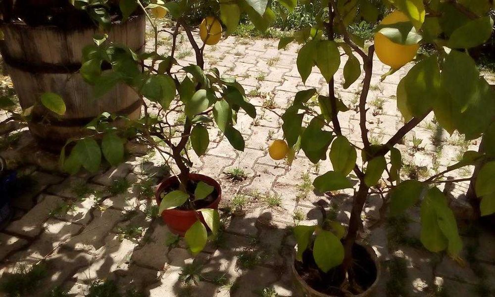 Pomi de lămâi fructiferi