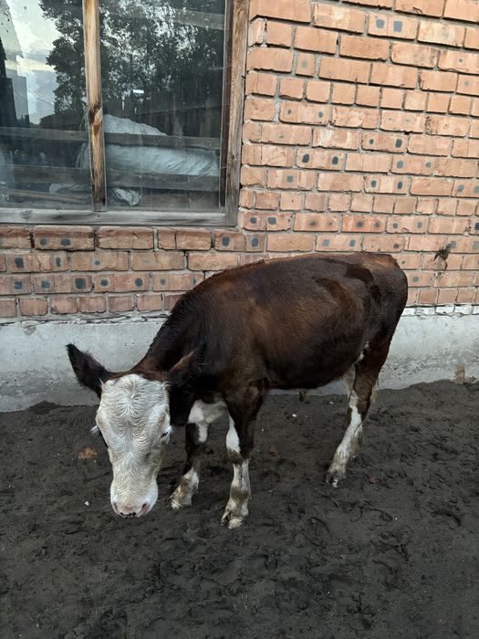 Сйыр бұзауымен сатылады
