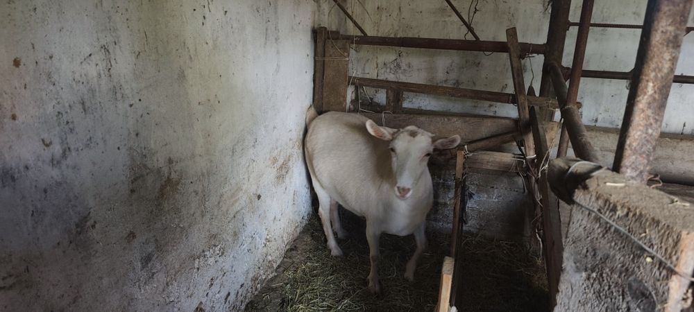 Продам козы занен
