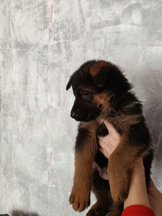 Шикарные щенки Немецкой овчарки