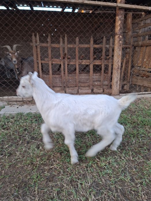 Лақ, занен, ешкі