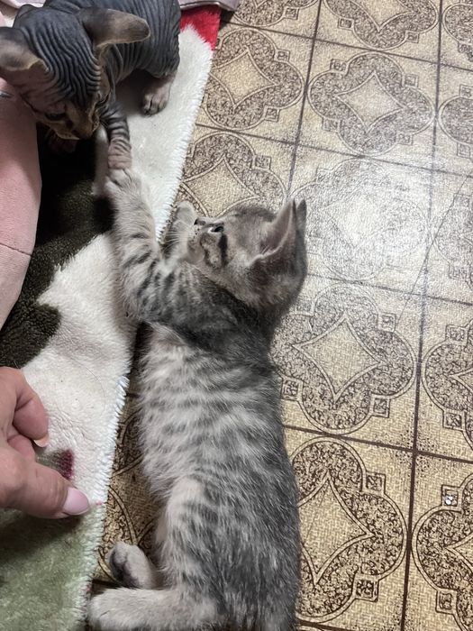 Продаются Браши от 40 000 тыс