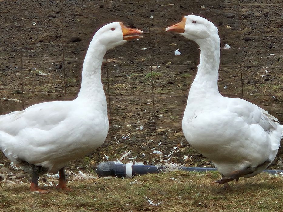 Продоются Гуси  линза