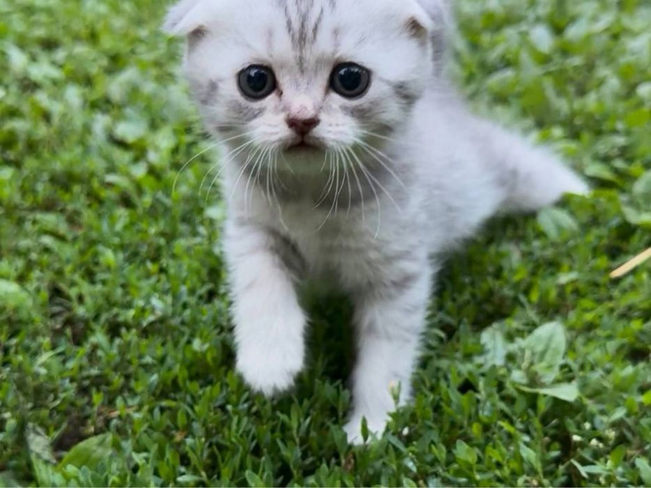 Шотланские котята
