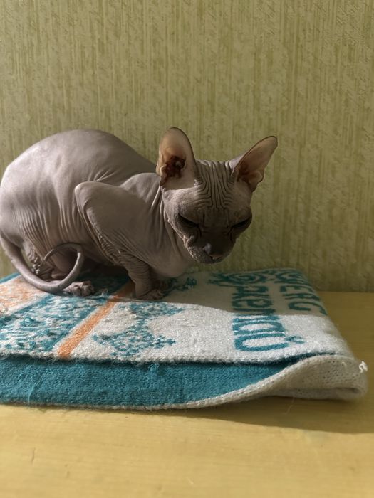 Связка кошка сфинкс