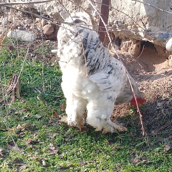 Обменяю куры брама