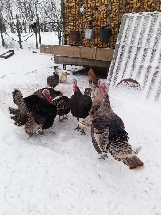 Vând curci și gâște