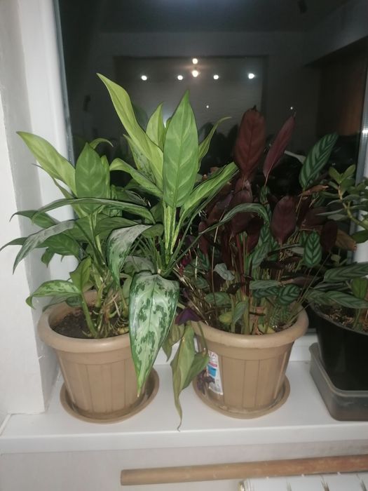 Комнатные цветы разные