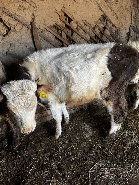 Продам бычков 6 мес