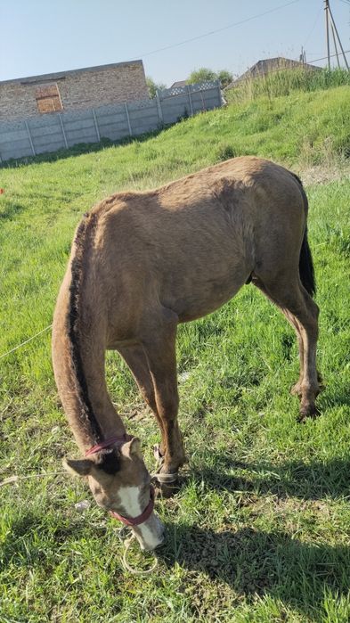 Жорга тай сатылады