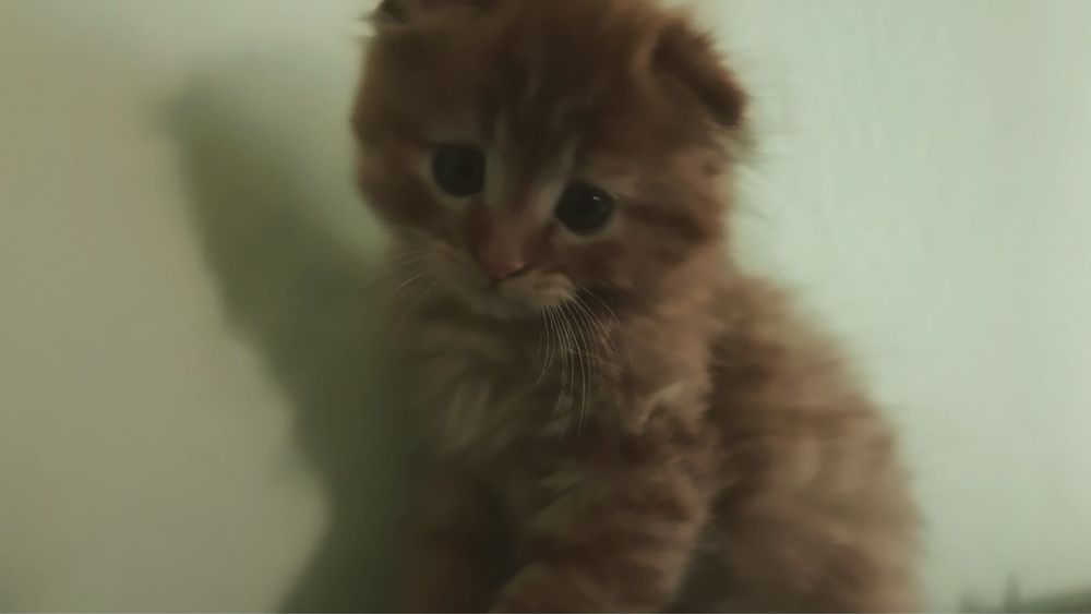 Продам котят 2 мес