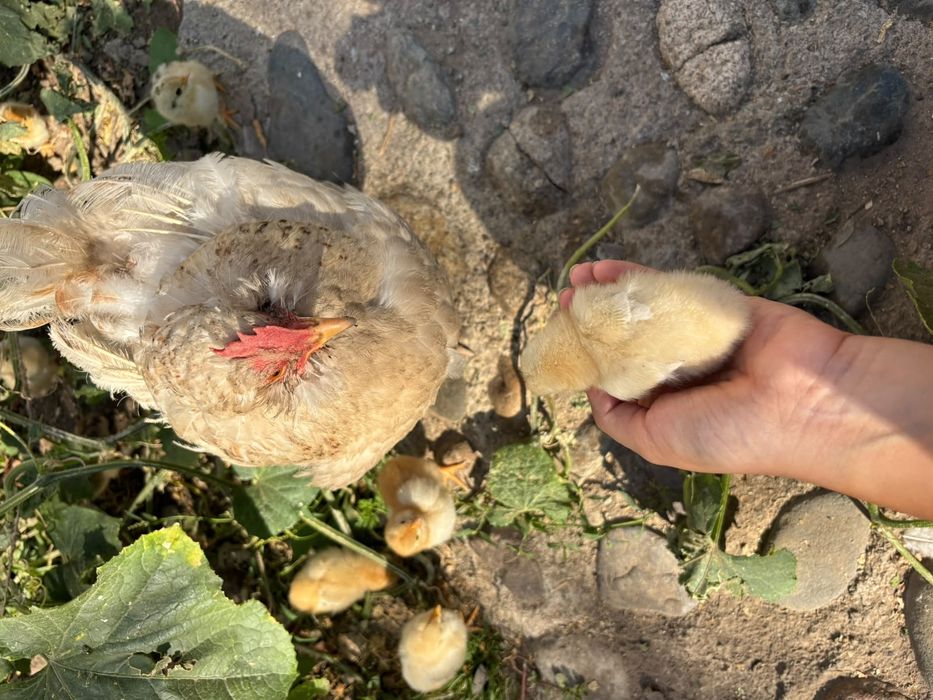 Продам квочку с цыплятами