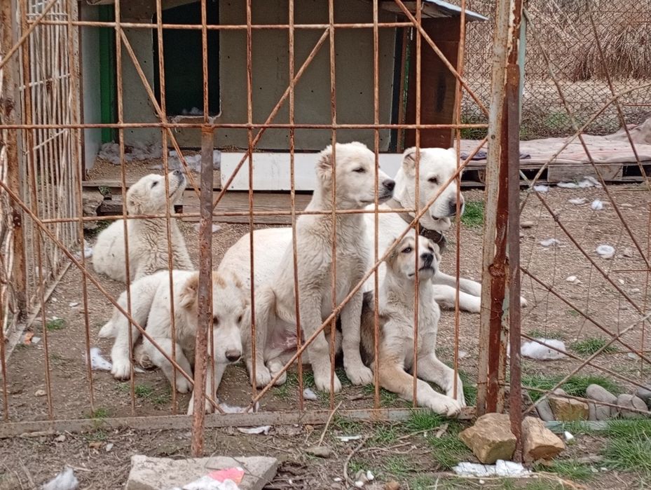Продам щенков САО (Алабая)