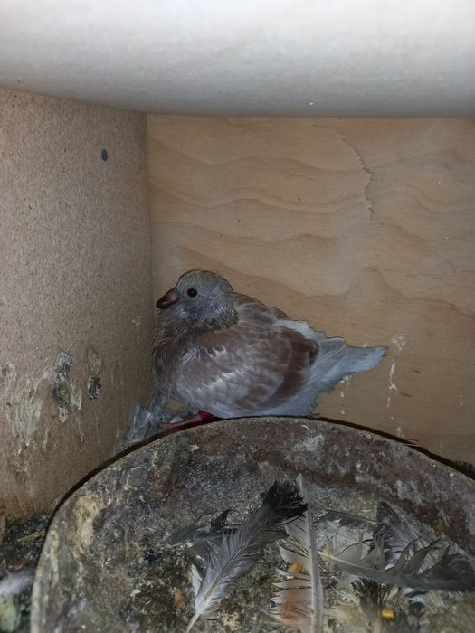 Pui voiajori tardivi