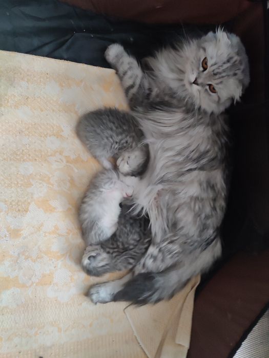 Котенок девочка страйт