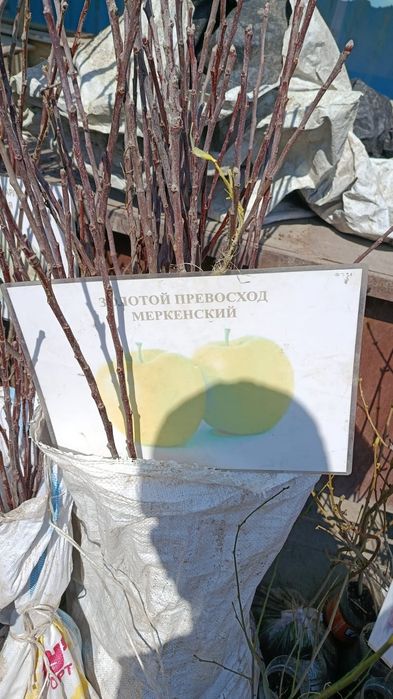 Меркінің көшеті сатылады