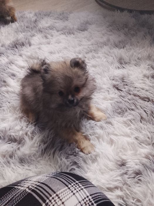 Малые немецкие шпицы