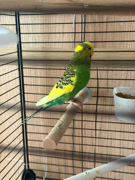 Продам две попугаи с клеткой