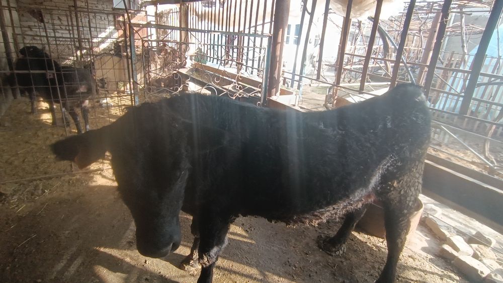 Ангус ва симинтал Хуккиз  ва гулонжинлар сотилади