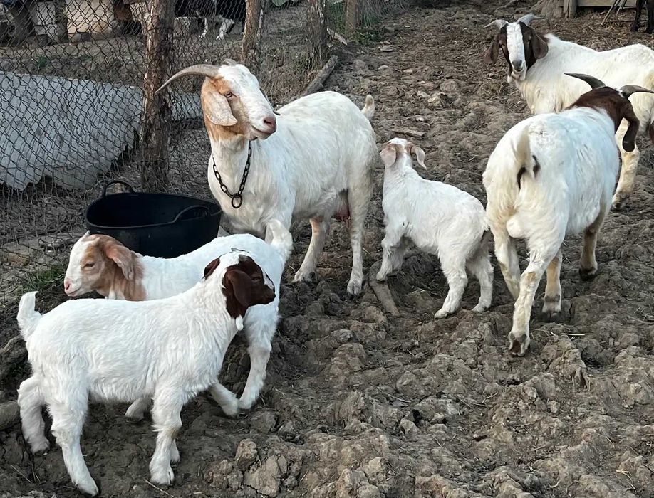 Vand iezi si tapi rasa Boer