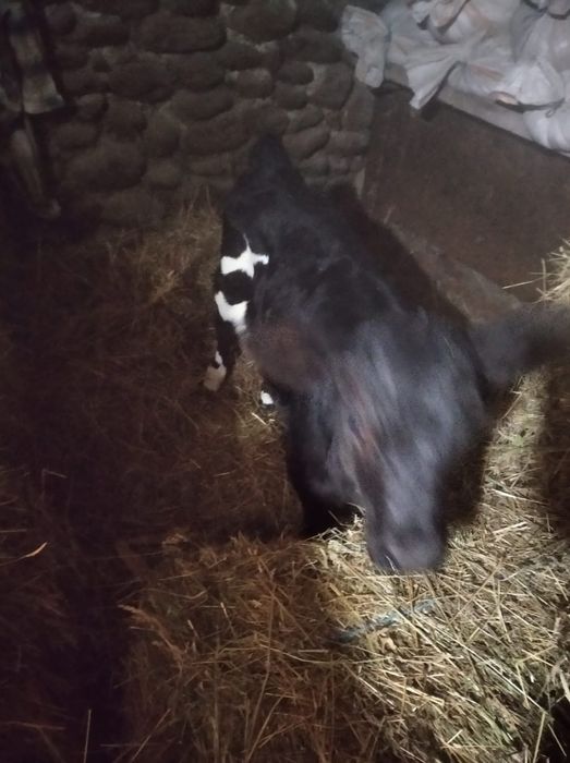 Vand vitea negru cu alb