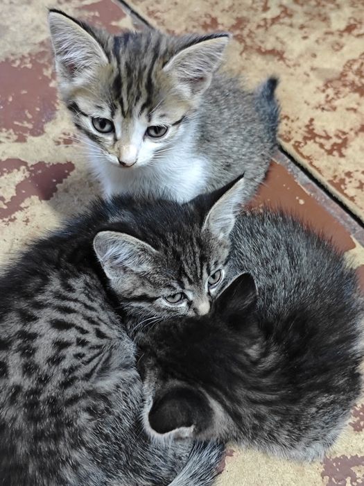 Отдам в добрые руки котят