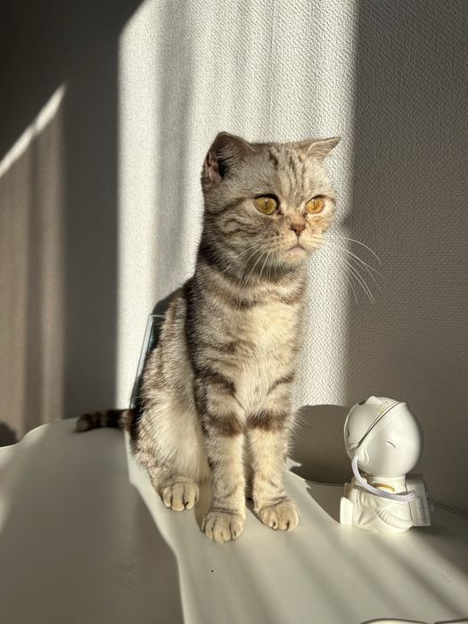 Отдам кошку шотландская прямоухая