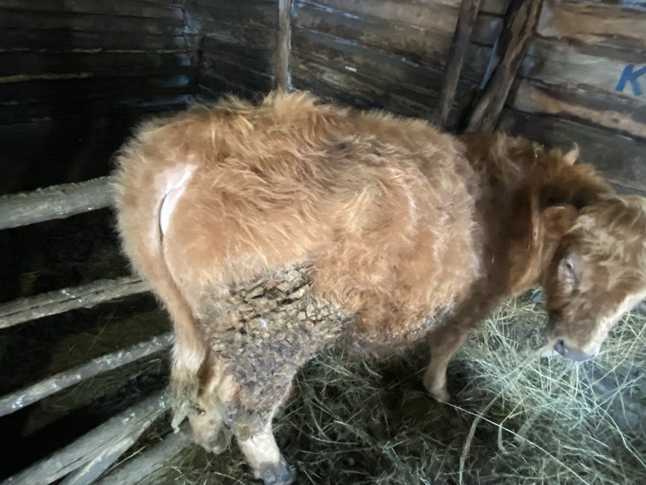 Продается 2бычка 1тёлка